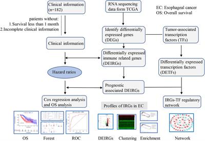 Identification of the Prognostic Value of Immune-Related Genes in Esophageal Cancer